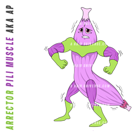 AP | Arrector Pili Muscle AP | Arrector Pili Muscle