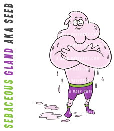 Seeb | Sebaceous Gland Seeb | Sebaceous Gland